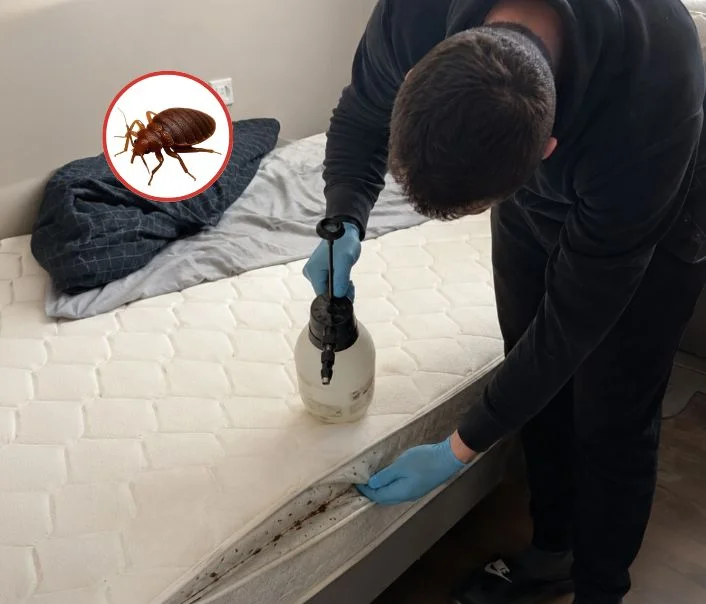 Technicien traitant un matelas contre les punaises de lit à Cachan